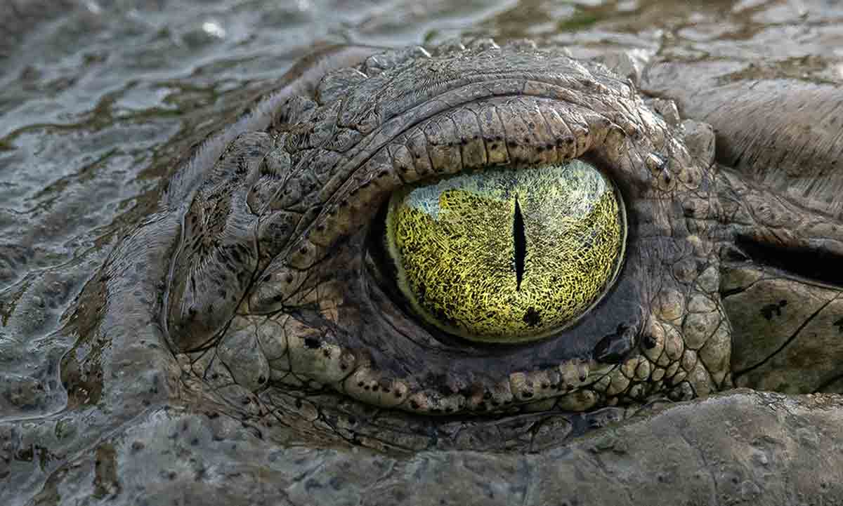 Video: Frau hielt Krokodil als Haustier im Garten seit mehr als 20 Jahren