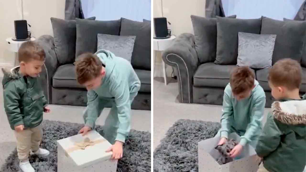 Rührendes Video zeigt Jungen in Tränen, als er einen Welpen geschenkt bekommt. X @dogdistrictctr