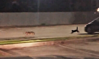 Vídeo: gato doméstico coloca coiote pra correr no Canadá (Foto: Reprodução/Twitter)