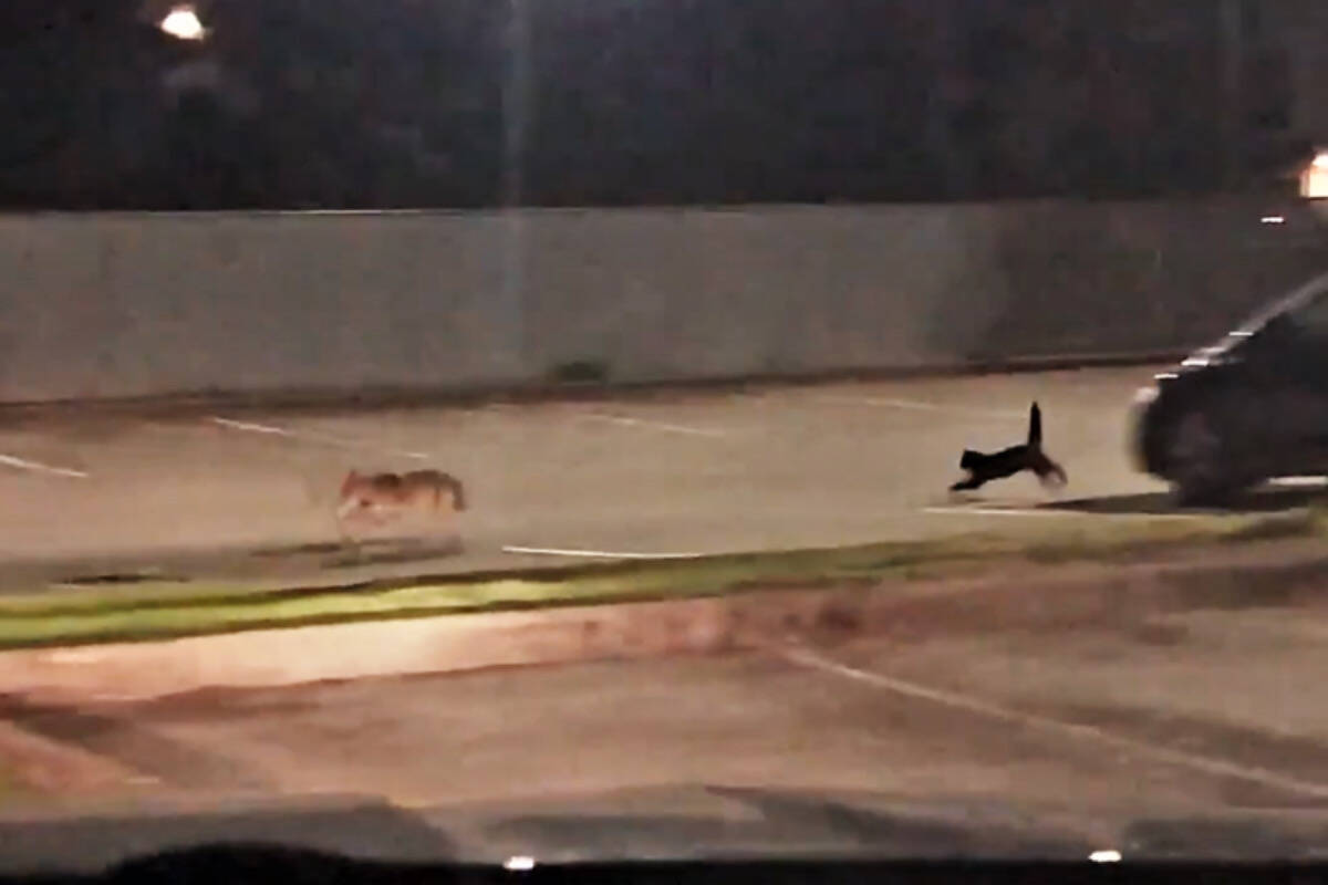 Vídeo: gato doméstico coloca coiote pra correr no Canadá (Foto: Reprodução/Twitter)
