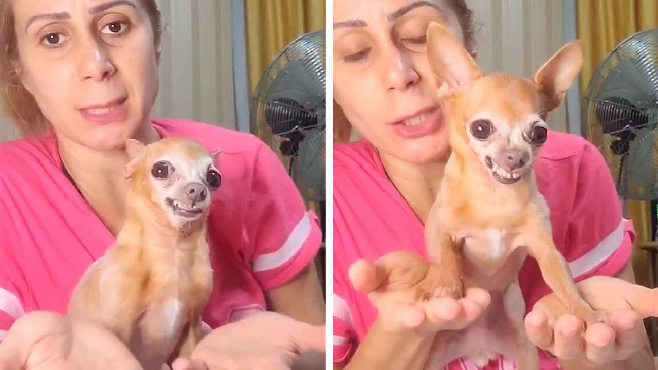 Urkomisches Video: Hündchen macht „Meditation“, um Wut zu kontrollieren. Instagram @jujuepituca