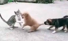 Vídeo hilário: em duelo de cão e gato, cachorrinho descobre que nem sempre quando um não quer, dois não brigam (Foto: Reprodução/Twitter)