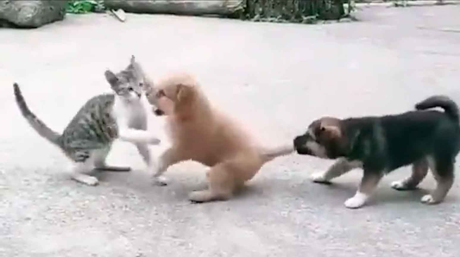 Vídeo hilário: em duelo de cão e gato, cachorrinho descobre que nem sempre quando um não quer, dois não brigam (Foto: Reprodução/Twitter)