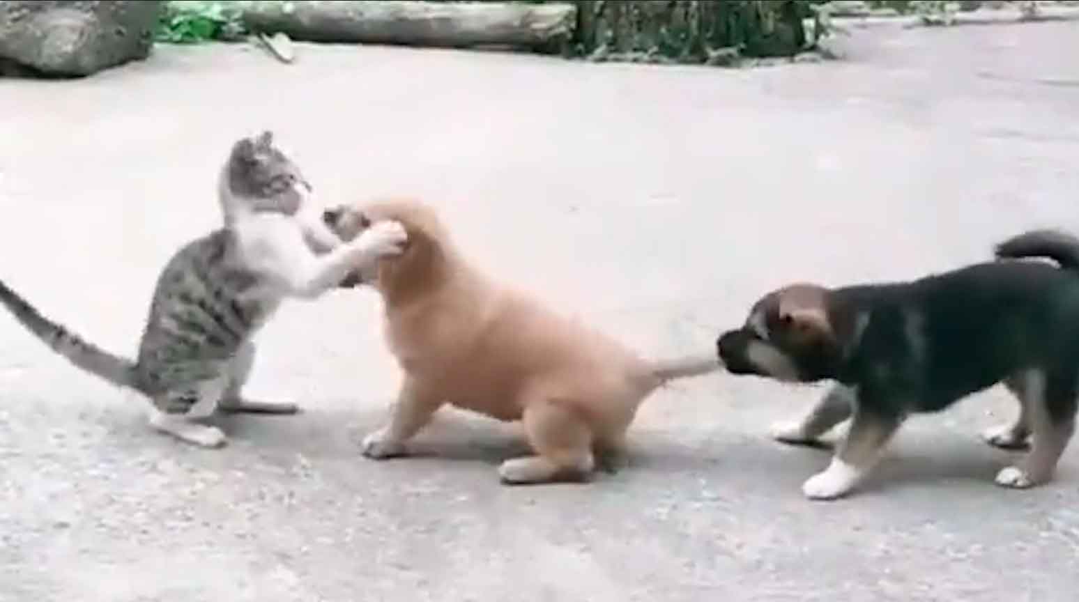 Vídeo hilário: em duelo de cão e gato, cachorrinho descobre que nem sempre quando um não quer, dois não brigam (Foto: Reprodução/Twitter)