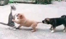 Vídeo hilário: em duelo de cão e gato, cachorrinho descobre que nem sempre quando um não quer, dois não brigam (Foto: Reprodução/Twitter)