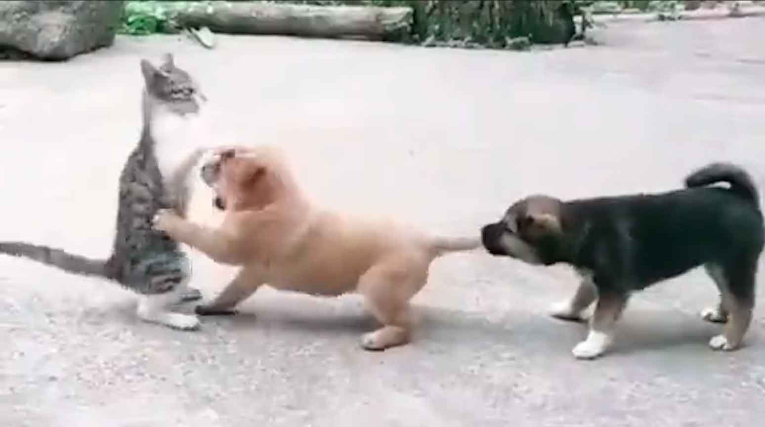 Video divertente: in un duello tra cane e gatto, il cucciolo scopre che non è sempre vero che se uno non vuole, due non litigano (Foto: Reproduzione/Twitter)