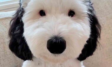 Bayley. @Instagram @bayley.sheepadoodle