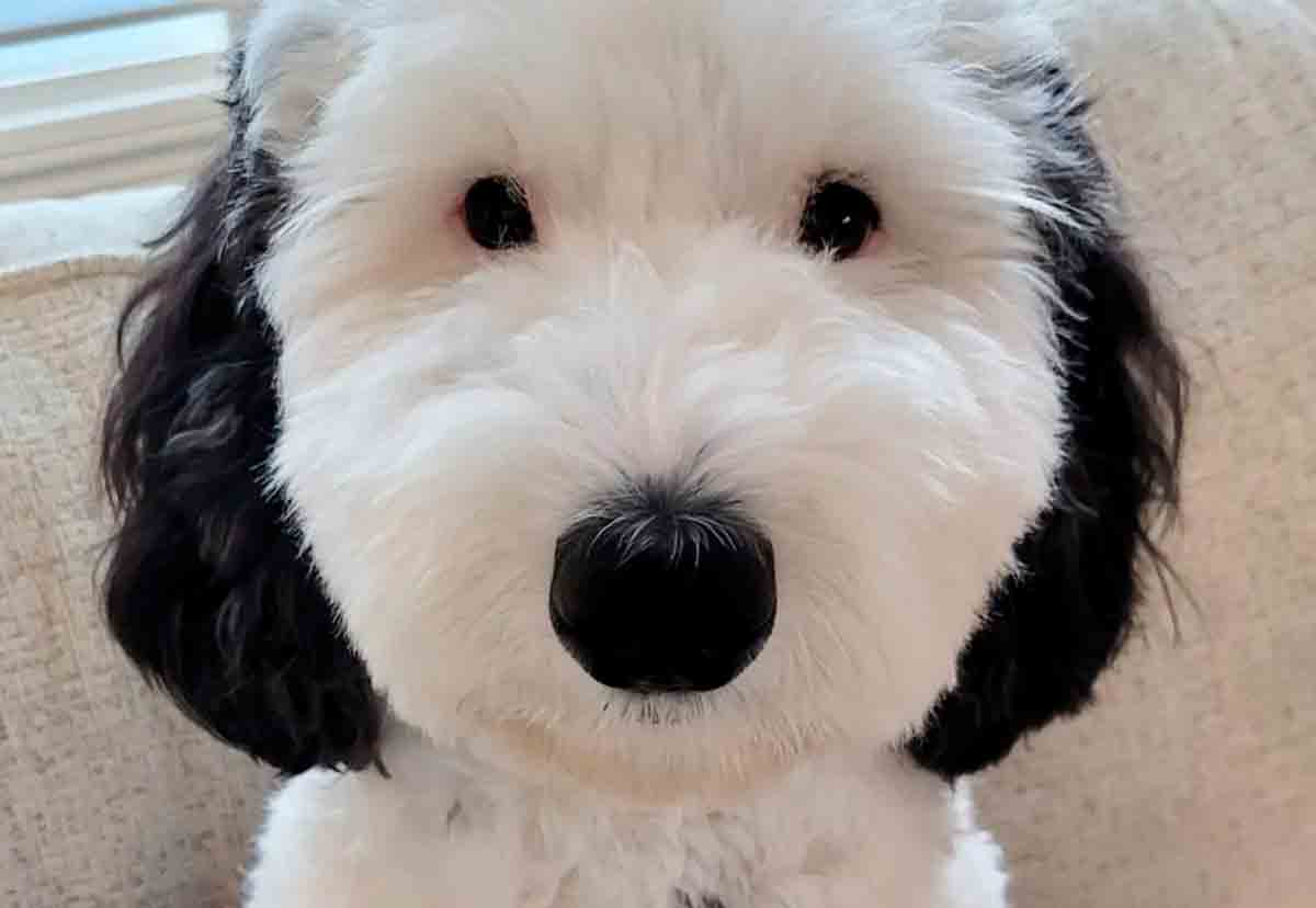 Bayley. @Instagram @bayley.sheepadoodle