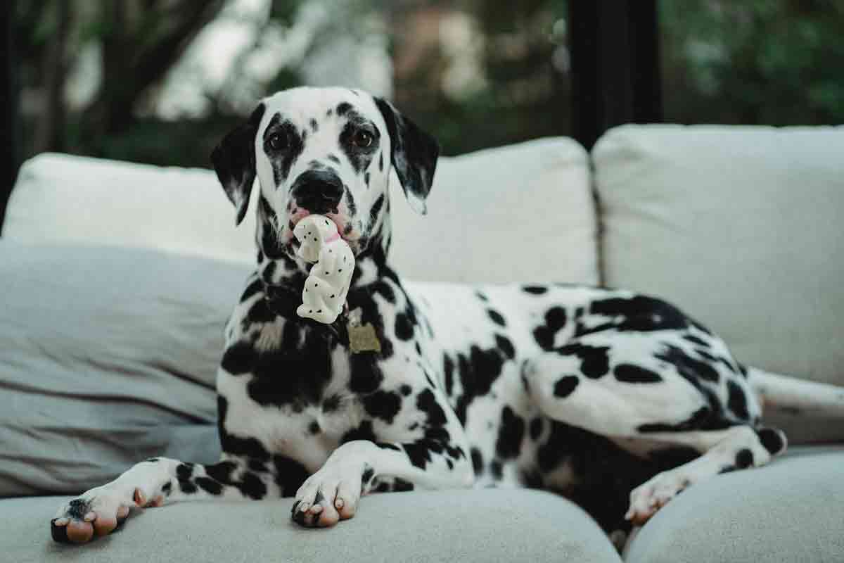 10 curious and fun things you might not know about Dalmatian dogs. Photo: pexels