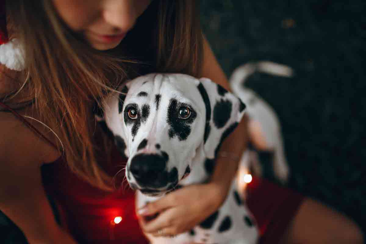 10 curious and fun things you might not know about Dalmatian dogs. Photo: pexels