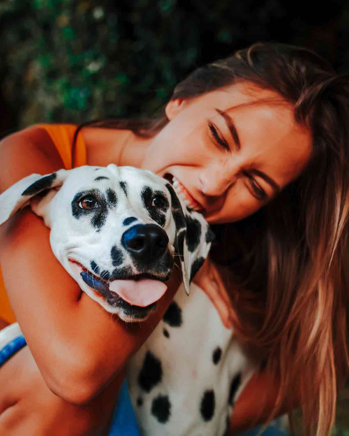 10 curious and fun things you might not know about Dalmatian dogs. Photo: pexels