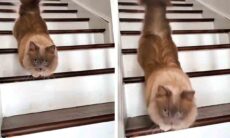 Gatos descendo escada de forma inusitada encantam a internet em vídeo viral. Foto e vídeo: Tiktok @munchkinstevie