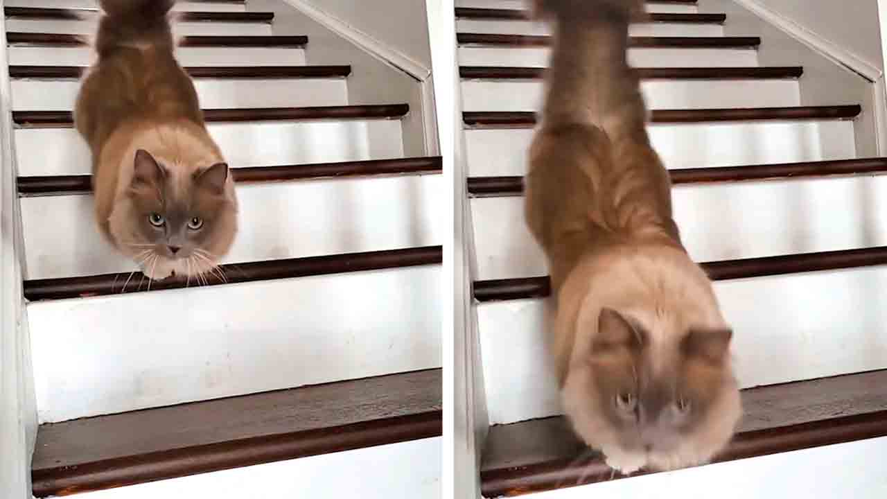 Gatos descendo escada de forma inusitada encantam a internet em vídeo viral. Foto e vídeo: Tiktok @munchkinstevie