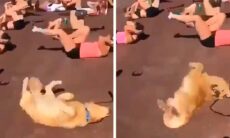 Vídeo hilário mostra cão trabalhando o abdômen na academia. X @rogeliomtz75