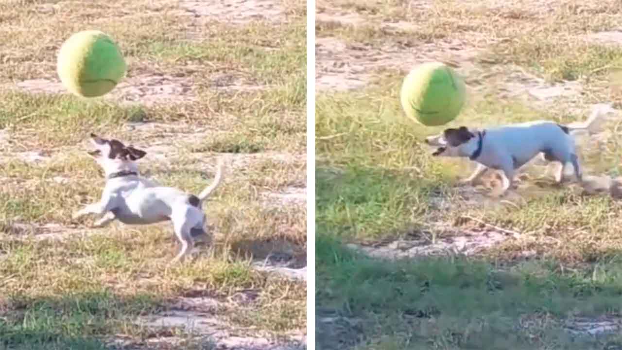 Video: Talentfull hund viser fram med ballen og går viralt på sosiale medier. X @buitengebieden