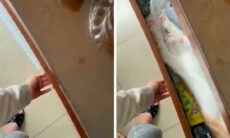 Vídeo mostra gato tirando soneca secreta e diverte milhares de internautas. X @AuraWithCat