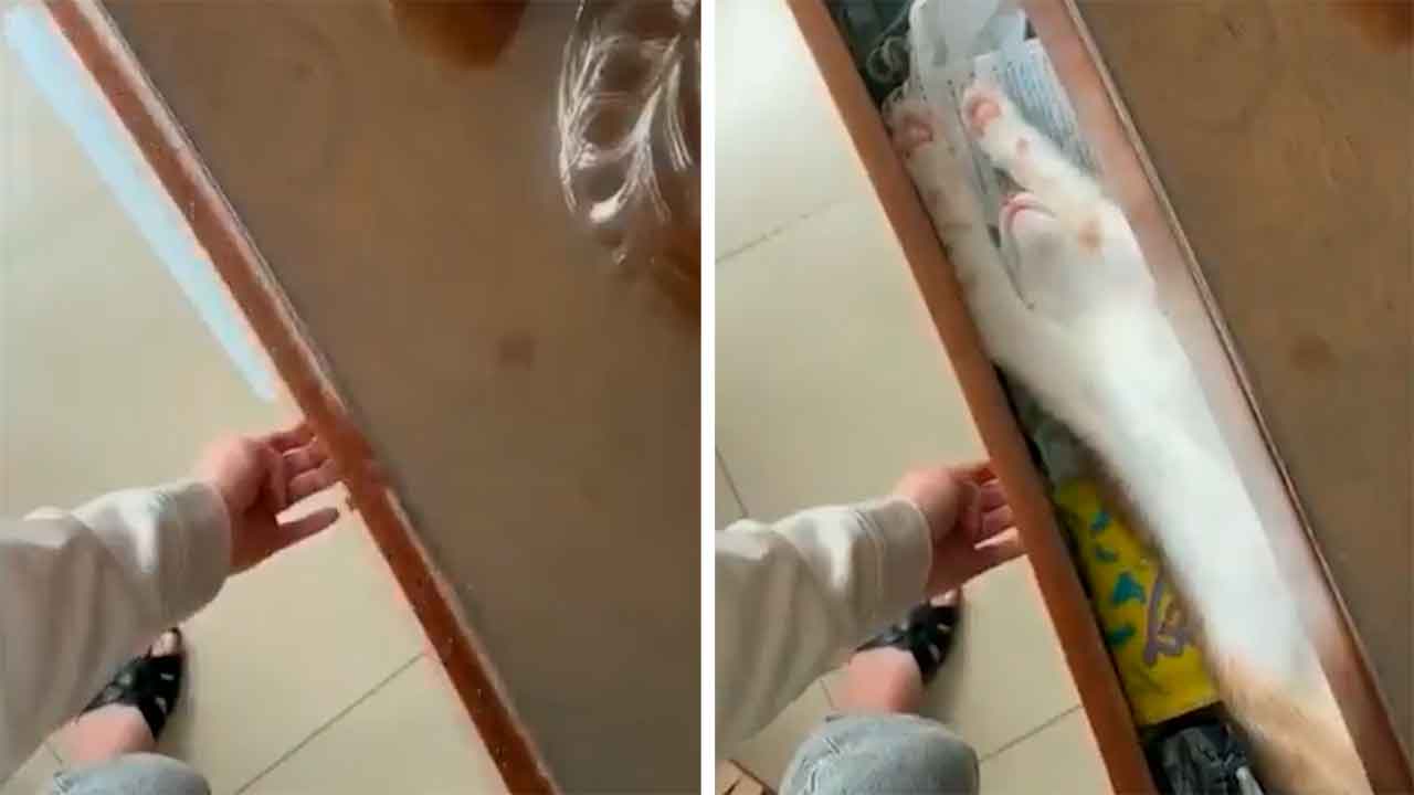 Video viser kat, der tager en hemmelig lur og underholder tusindvis af internetbrugere. X @AuraWithCat