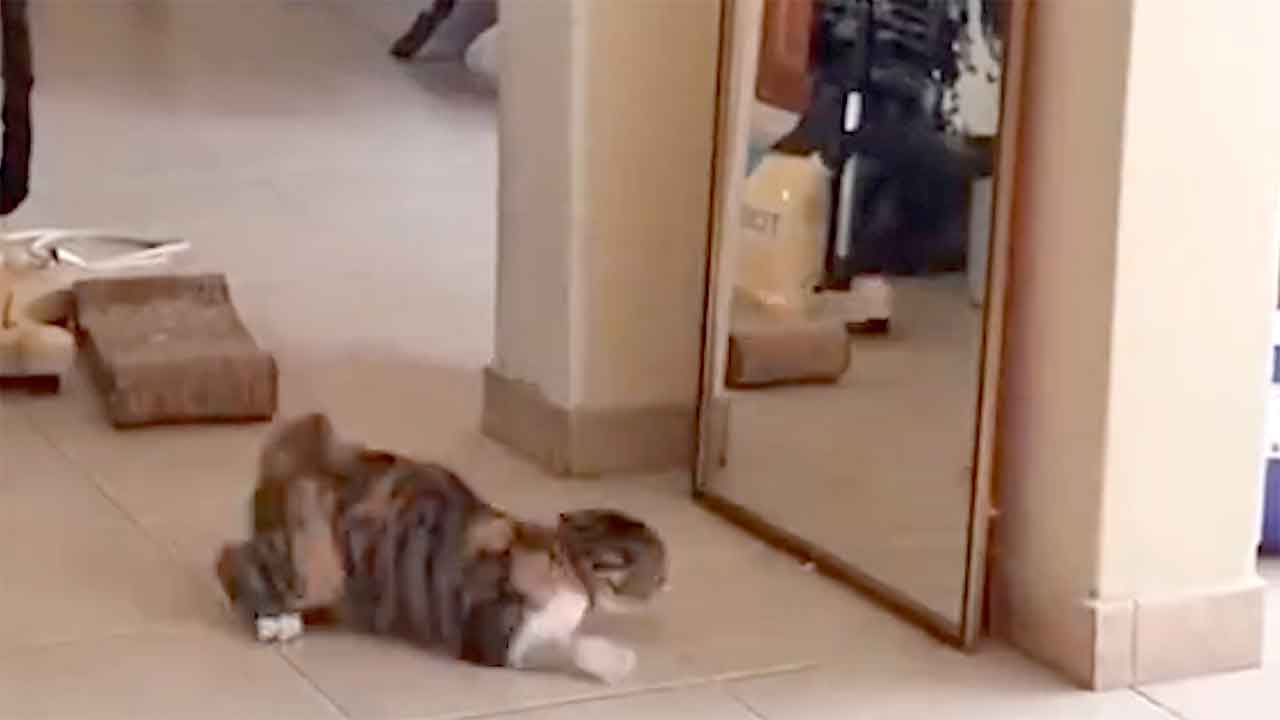 Gatto ha una reazione esilarante quando vede la sua immagine allo specchio per la prima volta. X @weirdlilguys