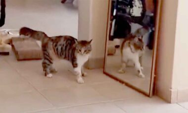 Gato tem reação hilária ao ver sua imagem no espelho pela primeira vez. X @weirdlilguys