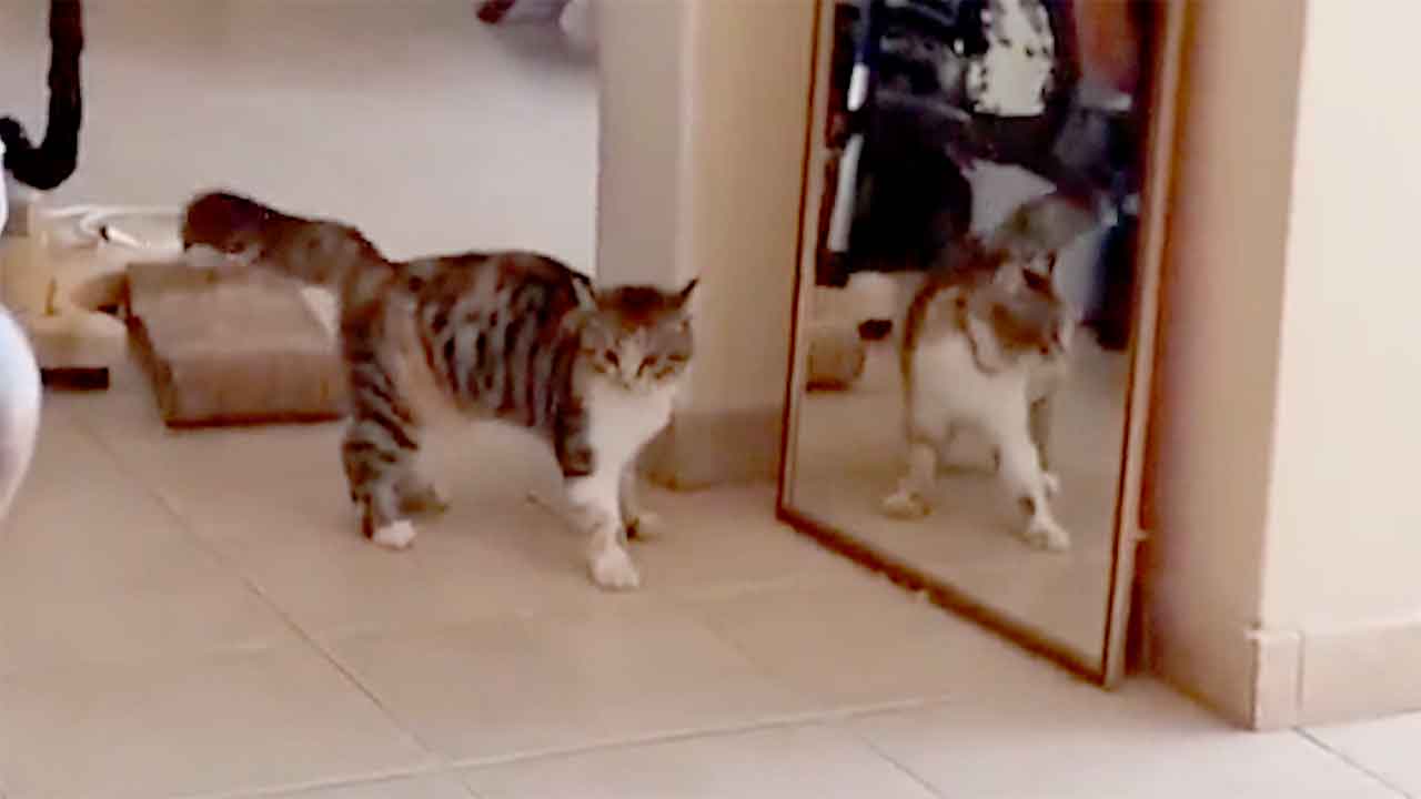 Gatto ha una reazione esilarante quando vede la sua immagine allo specchio per la prima volta. X @weirdlilguys