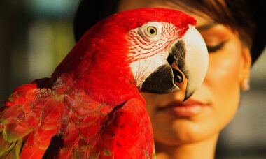 Papagaios aprendem a fazer videoconferência e dão adeus à solidão. Foto: Pexels