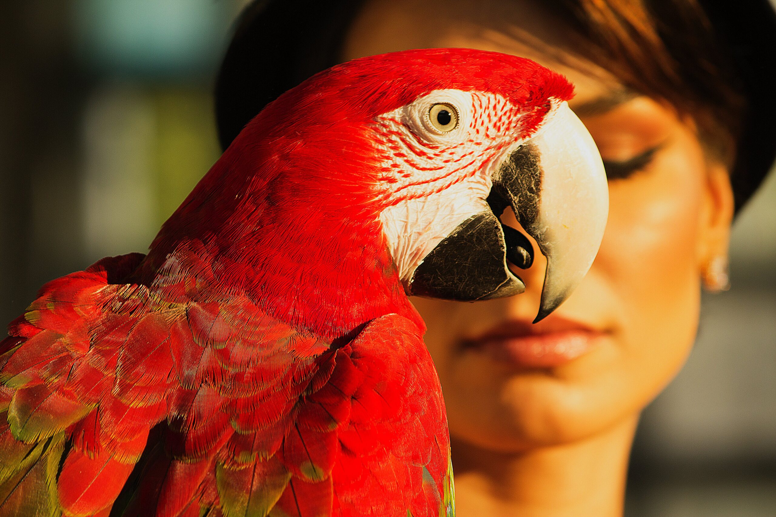 Papagaios aprendem a fazer videoconferência e dão adeus à solidão. Foto: Pexels