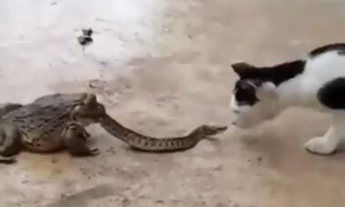 Vídeo com imagens fortes: cobra briga com gato enquanto é comida por sapo (Foto: Reprodução/Twitter)
