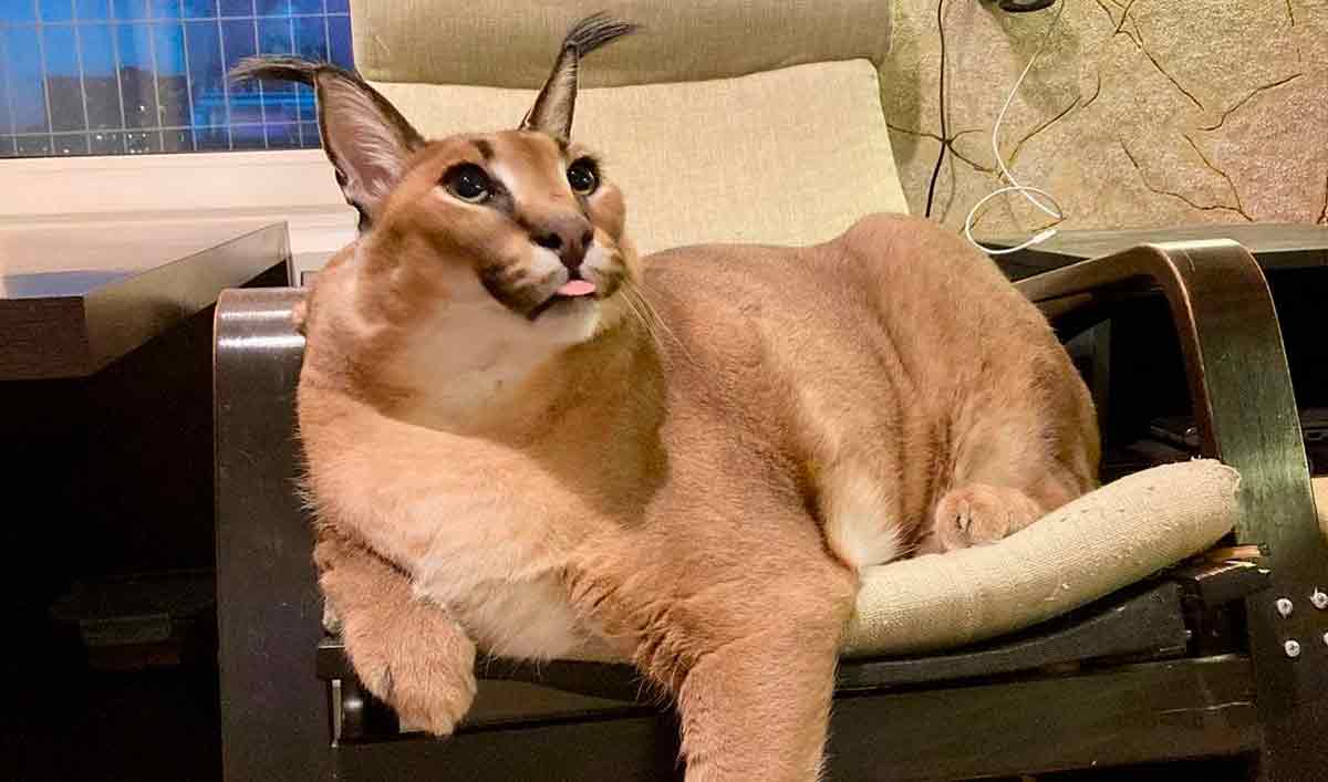 Conheça Big Floppa, o gato que virou a grande estrela dos memes na internet (Foto: Reprodução/Instagram)
