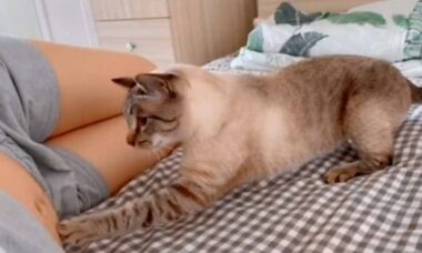 Vídeo fofo: gato descobre que a dona está grávida. Fotos e vídeo: reprodução Twitter @buitengebieden