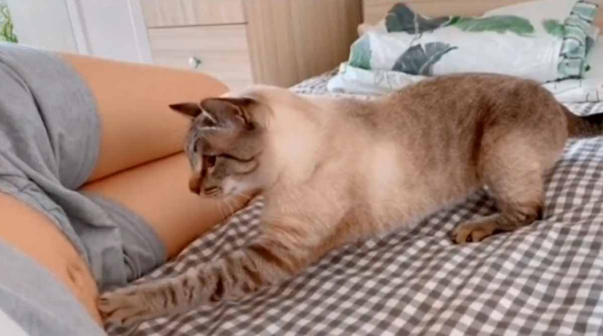 Video adorabile: Il gatto scopre che la sua padrona è incinta. Foto e video: Twitter @buitengebieden