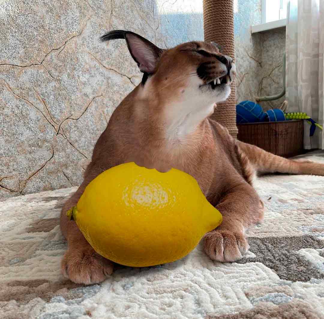Conheça Big Floppa, o gato que virou a grande estrela dos memes na internet (Foto: Reprodução/Instagram)