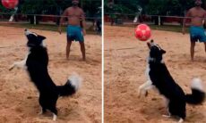 Floki. Tiktok @dog_altinha