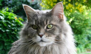 Veterinário lista as 6 raças de gatos mais afetuosos e desperta polêmica na internet