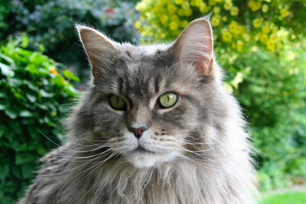 Veterinário lista as 6 raças de gatos mais afetuosos e desperta polêmica na internet