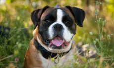 4 razões para o seu cão viver com a língua de fora; algumas não são boas