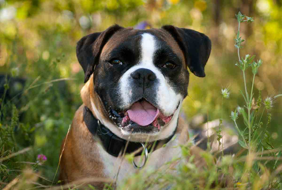 4 razões para o seu cão viver com a língua de fora; algumas não são boas