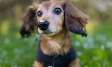 Dachshund. Foto: pexels