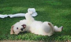 Levantamento revela a cidade americana com os donos mais relapsos e onde há mais risco de pisar em cocô de cachorro (Foto: Daniel Maas/Unsplash)