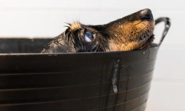 Tudo o que você precisa saber sobre banho em pets no inverno, segundo veterinárias