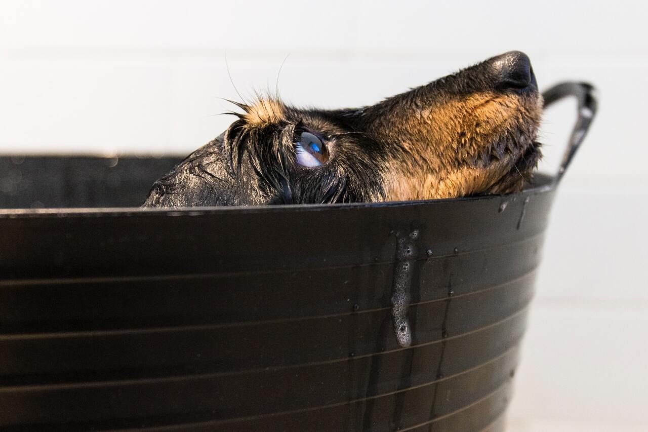 Tudo o que você precisa saber sobre banho em pets no inverno, segundo veterinárias