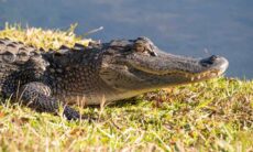 Homem pula sobre as costas de jacaré com 3,6 m para salvar a vida do seu cãozinho (Foto: David Cashbaugh/Unsplash)