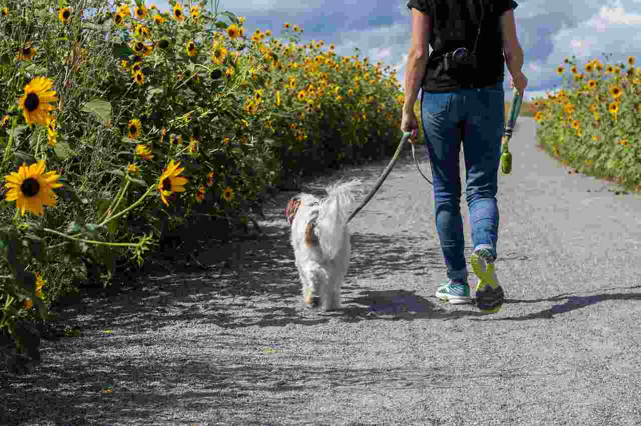 O que você deve fazer e evitar ao passear com seu cão