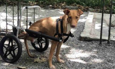 Amor não vai faltar: shopping de SP promove feira de adoção de cães com deficiência