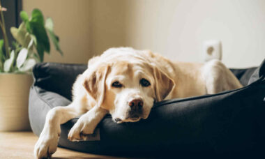 Novo medicamento promete alívio imediato para dor e inflamação em cães