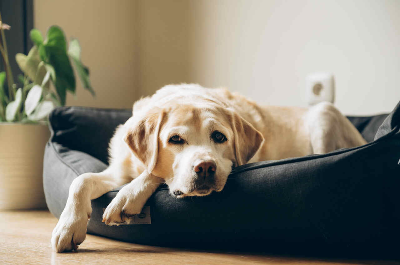 Novo medicamento promete alívio imediato para dor e inflamação em cães