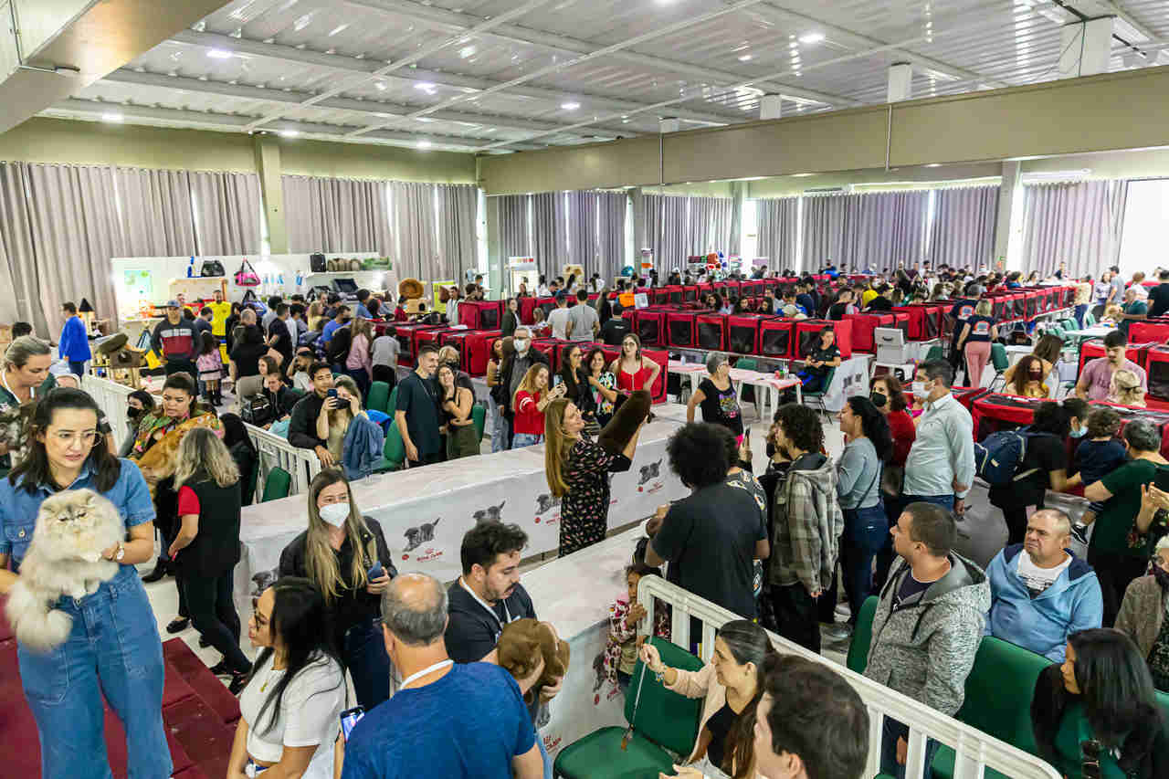  4ª Expo Gatos Sorocaba classifica candidatos para concurso internacional; saiba como inscrever o seu bichano (Foto: Divulgação)
