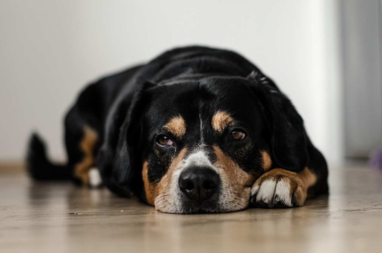 Saiba o que fazer caso seu cão coma maconha acidentalmente