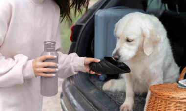 Veterinária cria teste rápido e fácil para você identificar se seu cão está bem hidratado