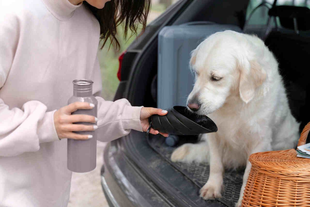 Veterinária cria teste rápido e fácil para você identificar se seu cão está bem hidratado