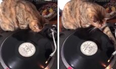 Vídeo hilário mostra gato DJ fazendo scratch como um profissional. X @CatWorkers
